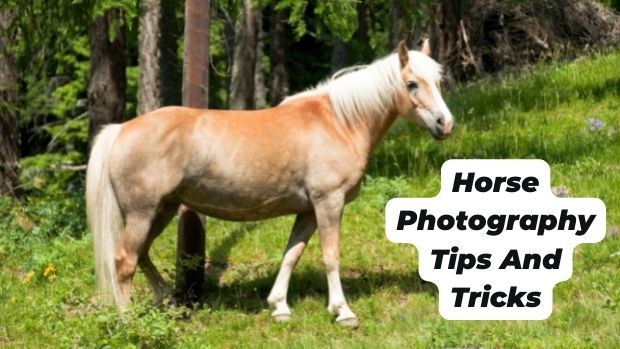 Horse Photography Tips And Tricks